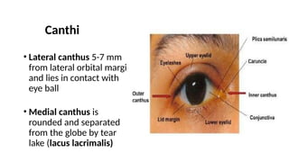 Eyelids anatomy and associated diseases. | PPTX