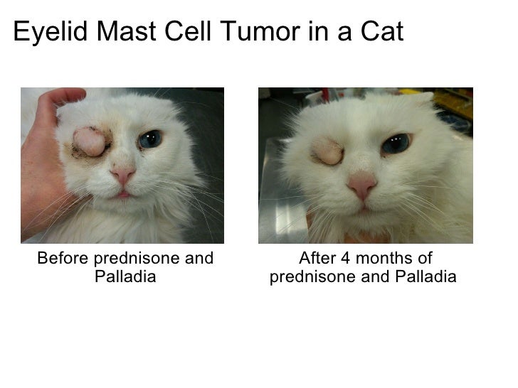 management of feline eyelid mast cell tumor 6 728