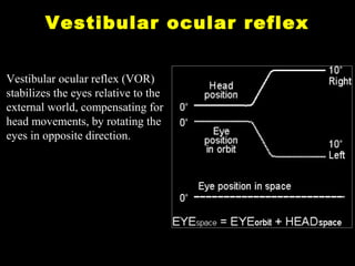 Eye movements - Anatomy, Physiology, Clinical Applications | PPT