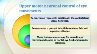 Sensory map represents locations in the contralateral
visual hemifield.
Sensory map is present in both frontal eye field and
superior colliculus.
There is also a motor map for saccadic eye
movements located in frontal eye field and superior
colliculus.
Upper motor neuronal control of eye
movements
 