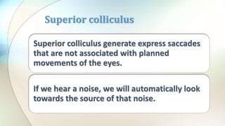 Superior colliculus generate express saccades
that are not associated with planned
movements of the eyes.
If we hear a noise, we will automatically look
towards the source of that noise.
Superior colliculus
 