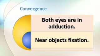 Both eyes are in
adduction.
Near objects fixation.
Convergence
 