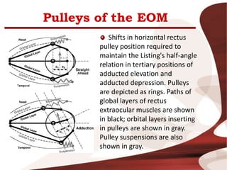 Pulleys of the EOM
Shifts in horizontal rectus
pulley position required to
maintain the Listing's half-angle
relation in tertiary positions of
adducted elevation and
adducted depression. Pulleys
are depicted as rings. Paths of
global layers of rectus
extraocular muscles are shown
in black; orbital layers inserting
in pulleys are shown in gray.
Pulley suspensions are also
shown in gray.
 
