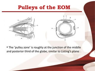 Pulleys of the EOM
• The ‘pulley zone’ is roughly at the junction of the middle
and posterior third of the globe, similar to Listing’s plane
 