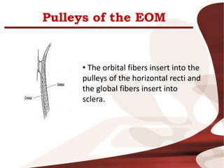 Pulleys of the EOM
• The orbital fibers insert into the
pulleys of the horizontal recti and
the global fibers insert into
sclera.
 