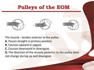 Pulleys of the EOM
The muscle - tendon anterior to the pulley
A. Passes straight in primary position
B. Courses upward in upgaze
C. Courses downward in downgaze
D. The direction of the muscle posterior to the pulley does
not change during up and downgaze
 