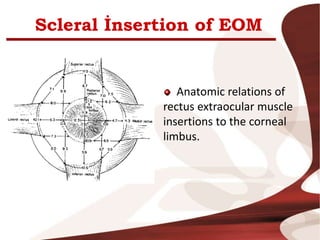 Scleral İnsertion of EOM
Anatomic relations of
rectus extraocular muscle
insertions to the corneal
limbus.
 
