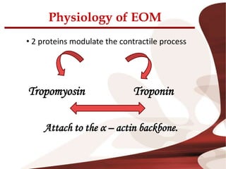 Physiology of EOM
• 2 proteins modulate the contractile process
Tropomyosin Troponin
Attach to the α – actin backbone.
 
