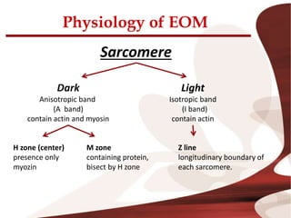 Physiology of EOM
Sarcomere
Dark
Anisotropic band
(A band)
contain actin and myosin
Light
Isotropic band
(I band)
contain actin
H zone (center)
presence only
myozin
M zone
containing protein,
bisect by H zone
Z line
longitudinary boundary of
each sarcomere.
 