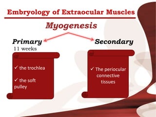 Embryology of Extraocular Muscles
Myogenesis
Primary
11 weeks
Secondary
 the trochlea
 the soft
pulley
 The periocular
connective
tissues
 