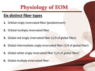 Physiology of EOM
Six distinct fiber types
1. Orbital singly innervated fiber (predominant)
2. Orbital multiply innervated fiber
3. Global red singly innervated fiber (1/3 of global fiber)
4. Global intermediate singly innervated fiber (1/4 of global fiber)
5. Global white singly innervated fiber (1/3 of global fiber)
6. Global multiply innervated fiber
 