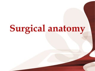 Surgical anatomy
 