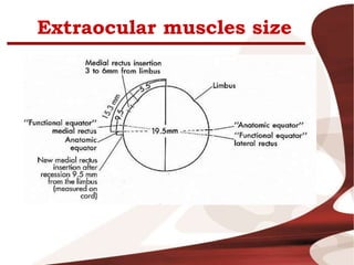 Extraocular muscles size
 