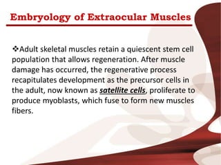 Embryology of Extraocular Muscles
Adult skeletal muscles retain a quiescent stem cell
population that allows regeneration. After muscle
damage has occurred, the regenerative process
recapitulates development as the precursor cells in
the adult, now known as satellite cells, proliferate to
produce myoblasts, which fuse to form new muscles
fibers.
 