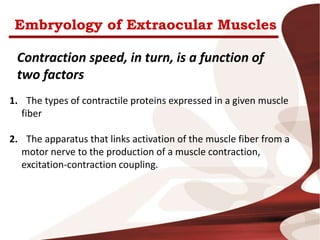 Embryology of Extraocular Muscles
1. The types of contractile proteins expressed in a given muscle
fiber
2. The apparatus that links activation of the muscle fiber from a
motor nerve to the production of a muscle contraction,
excitation-contraction coupling.
Contraction speed, in turn, is a function of
two factors
 