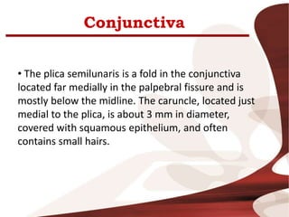 Conjunctiva
• The plica semilunaris is a fold in the conjunctiva
located far medially in the palpebral fissure and is
mostly below the midline. The caruncle, located just
medial to the plica, is about 3 mm in diameter,
covered with squamous epithelium, and often
contains small hairs.
 