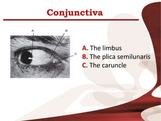 Conjunctiva
A. The limbus
B. The plica semilunaris
C. The caruncle
 