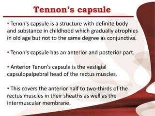 Tennon’s capsule
• Tenon's capsule is a structure with definite body
and substance in childhood which gradually atrophies
in old age but not to the same degree as conjunctiva.
• Tenon's capsule has an anterior and posterior part.
• Anterior Tenon's capsule is the vestigial
capsulopalpebral head of the rectus muscles.
• This covers the anterior half to two-thirds of the
rectus muscles in their sheaths as well as the
intermuscular membrane.
 