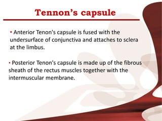 Tennon’s capsule
• Anterior Tenon's capsule is fused with the
undersurface of conjunctiva and attaches to sclera
at the limbus.
• Posterior Tenon's capsule is made up of the fibrous
sheath of the rectus muscles together with the
intermuscular membrane.
 