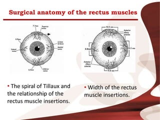 Surgical anatomy of the rectus muscles
• The spiral of Tillaux and
the relationship of the
rectus muscle insertions.
• Width of the rectus
muscle insertions.
 