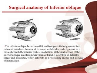 Surgical anatomy of Inferior oblique
• The inferior oblique behaves as if it had two potential origins and two
potential insertions because of its union with Lockwood's ligament as it
passes beneath the inferior rectus. In addition, at the mid-section of the
inferior oblique is a stout neurovascular bundle, described in detail by
Stager and associates, which acts both as a restraining anchor and a source
of innervation.
 