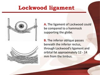 Lockwood ligament
A. The ligament of Lockwood could
be compared to a hammock
supporting the globe.
B. The inferior oblique passes
beneath the inferior rectus,
through Lockwood’s ligament and
orbital fat approximately 12 - 14
mm from the limbus.
 