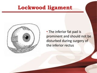 Lockwood ligament
• The inferior fat pad is
prominent and should not be
disturbed during surgery of
the inferior rectus
 