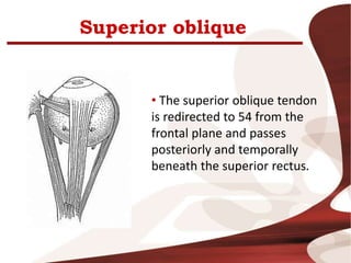 Superior oblique
• The superior oblique tendon
is redirected to 54 from the
frontal plane and passes
posteriorly and temporally
beneath the superior rectus.
 