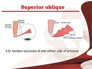 Superior oblique
S.O. tendon excursion 8 mm either side of primary
 