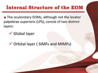 İnternal Structure of the EOM
The oculorotary EOMs, although not the levator
palpebrae superioris (LPS), consist of two distinct
layers:
 Global layer
 Orbital layer ( SIMFs and MIMFs)
 