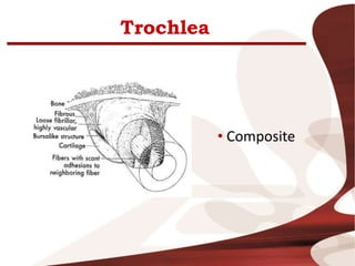 Trochlea
• Composite
 