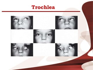 Trochlea
 