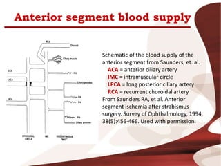 Anterior segment blood supply
Schematic of the blood supply of the
anterior segment from Saunders, et. al.
ACA = anterior ciliary artery
IMC = intramuscular circle
LPCA = long posterior ciliary artery
RCA = recurrent choroidal artery
From Saunders RA, et al. Anterior
segment ischemia after strabismus
surgery. Survey of Ophthalmology, 1994,
38(5):456-466. Used with permission.
 