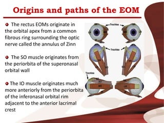Origins and paths of the EOM
The rectus EOMs originate in
the orbital apex from a common
fibrous ring surrounding the optic
nerve called the annulus of Zinn
The SO muscle originates from
the periorbita of the superonasal
orbital wall
The IO muscle originates much
more anteriorly from the periorbita
of the inferonasal orbital rim
adjacent to the anterior lacrimal
crest
 