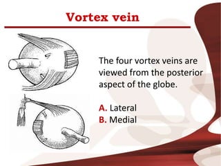 Vortex vein
The four vortex veins are
viewed from the posterior
aspect of the globe.
A. Lateral
B. Medial
 