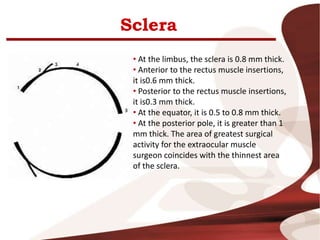 Sclera
• At the limbus, the sclera is 0.8 mm thick.
• Anterior to the rectus muscle insertions,
it is0.6 mm thick.
• Posterior to the rectus muscle insertions,
it is0.3 mm thick.
• At the equator, it is 0.5 to 0.8 mm thick.
• At the posterior pole, it is greater than 1
mm thick. The area of greatest surgical
activity for the extraocular muscle
surgeon coincides with the thinnest area
of the sclera.
 