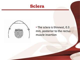 Sclera
• The sclera is thinnest, 0.3
mm, posterior to the rectus
muscle insertion
 