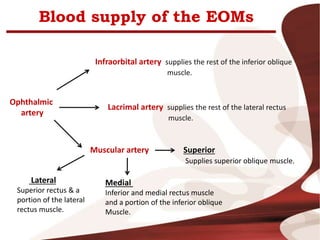 Blood supply of the EOMs
Ophthalmic
artery
Infraorbital artery supplies the rest of the inferior oblique
muscle.
Lacrimal artery supplies the rest of the lateral rectus
muscle.
Muscular artery
Lateral
Superior rectus & a
portion of the lateral
rectus muscle.
Medial
Inferior and medial rectus muscle
and a portion of the inferior oblique
Muscle.
Superior
Supplies superior oblique muscle.
 