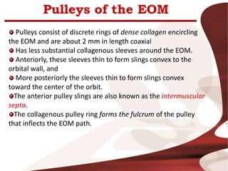 Pulleys of the EOM
Pulleys consist of discrete rings of dense collagen encircling
the EOM and are about 2 mm in length coaxial
Has less substantial collagenous sleeves around the EOM.
Anteriorly, these sleeves thin to form slings convex to the
orbital wall, and
More posteriorly the sleeves thin to form slings convex
toward the center of the orbit.
The anterior pulley slings are also known as the intermuscular
septa.
The collagenous pulley ring forms the fulcrum of the pulley
that inflects the EOM path.
 