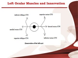 Left Ocular Muscles and Innervation
 