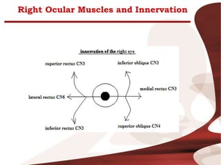 Right Ocular Muscles and Innervation
 