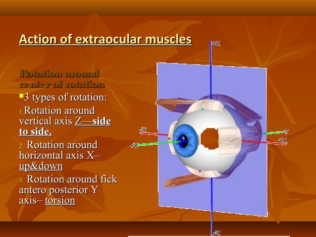 Eye muscles and ocular movements, laws of ocular motility | PPT