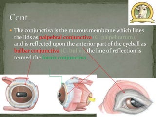  The conjunctiva is the mucous membrane which lines
the lids as palpebral conjunctiva (C. palpebrarum),
and is reflected upon the anterior part of the eyeball as
bulbar conjunctiva (C. bulbi); the line of reflection is
termed the fornix conjunctiva.
10Tehseen Anwar 13-Arid-1112
 