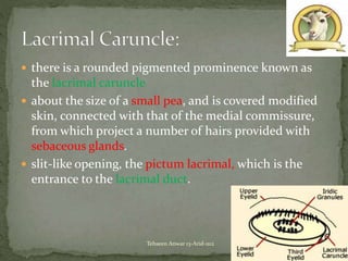  there is a rounded pigmented prominence known as
the lacrimal caruncle
 about the size of a small pea, and is covered modified
skin, connected with that of the medial commissure,
from which project a number of hairs provided with
sebaceous glands.
 slit-like opening, the pictum lacrimal, which is the
entrance to the lacrimal duct.
11Tehseen Anwar 13-Arid-1112
 
