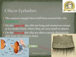  The anterior margin bears stiff hairs termed the cilia
(eyelashes).
 On the upper lid the cilia are long and numerous except
at its medial third, where they are very small or absent.
 On the lower lid the cilia are often scarcely distinguish-
able from the ordinary hairs
13Tehseen Anwar 13-Arid-1112
Cilia
 