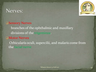 Sensory Nerves
branches of the ophthalmic and maxillary
divisions of the trigeminus.
Motor Nerves
Orbicularis oculi, supercilii, and malaris come from
the facial nerve
14Tehseen Anwar 13-Arid-1112
 