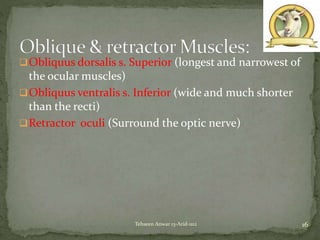 Obliquus dorsalis s. Superior (longest and narrowest of
the ocular muscles)
Obliquus ventralis s. Inferior (wide and much shorter
than the recti)
Retractor oculi (Surround the optic nerve)
16Tehseen Anwar 13-Arid-1112
 