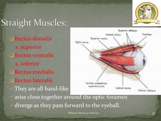 Rectus dorsalis
s. superior
Rectus ventralis
s. inferior
Rectus medialis
Rectus lateralis
 They are all band-like
 arise close together around the optic foramen
 diverge as they pass forward to the eyeball.
17Tehseen Anwar 13-Arid-1112
 
