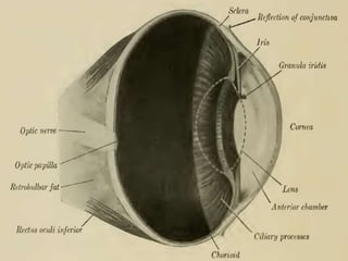 21Tehseen Anwar 13-Arid-1112
 