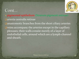  pigmented epithelium (Stratum pigmenti retinae)
arteria centralis retinae
anastomotic branches from the short ciliary arteries
veins accompany the arteries except in the capillary
plexuses; their walls consist merely of a layer of
endothelial cells, around which are a lymph-channel
and sheath.
23Tehseen Anwar 13-Arid-1112
 